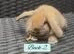 Beautiful Mini Lop baby’s looking for a new .
