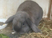 Mini lop bunnies