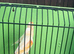 Mosaic canaries