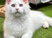 Pedigree Maine coons available