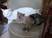 ADORABLE KITTENS FOR THEIR FOREVER HOMES