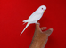super silly hand tamed baby budgies