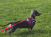 True minature dachshund