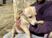 Robbie & Benny &ndash;If Labradors had a &ldquo;pocket edition&rdquo;&hellip; these would be it