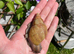 Giant African Snails for sale!