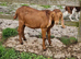 Anglo nubian bully goat.