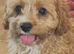 Healthy (DNA) happy “ Noodles” & “Charlie”