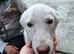 HAPPY – Living Proof That Rescue Dogs Never Stop Smiling