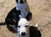 Border Collie Pups