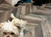 Lhasa Apso x Chihuahua