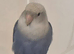 Tamed Peachfaced female lovebird and big cage