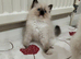 Purebred ragdoll kittens