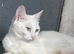 Stunning 12Month Old Turkish Angora Female