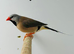 Long-tailed finch