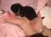 5 kittens looking to secure their forever homes
