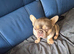 VERY RELUCTANT SALE , 2YR OLD FRENCH BULLDOG.