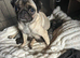 3 puppies ready from 24th October