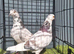 Tippler males