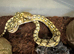 Super dwarf platinum tiger het snow reticulated python
