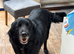 Gentle 7‑Year‑Old Spaniel/Retriever Cross Looking for a Loving Home