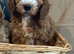 F1 Cockapoo
