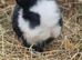 Mini lop buck available 08/06/2026