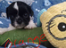 Shih Tzu puppies