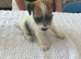 Working parson terrier pups