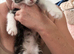 4 gorgeous kittens for sale.