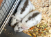 Mini lops