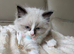 4 boy ragdolls
