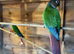 Two bonded GCC aviary birds