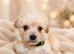 Maltipoo puppies Parents health tested