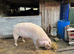 British Saddleback × Welsh Piglets – £45 Each