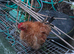Bantam/Serama Cockerel. Free