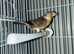 Cock Goldfinch mule