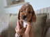7 adorable Sprocker Puppies