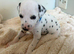 Stunning dalmatian puppys