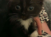 Ragdoll cross