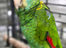 Proven male Amazon Barbadensis