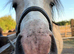Dun cob mare