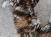 Amiable kittens, ginger tabby&bengal mix boy + Tortie bengal&main coon mix girl