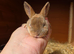 Gorgeous vm Mini Rex babies