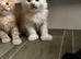 Full mainecoon kittens
