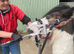 Super Safe Lead Rein Shetland Mare For Sale