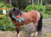 Beautiful mare