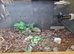 1 indian star tortoise with complete setup