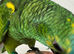 Super l tame baby hand reared Blue Fronted Amazon
