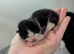 Mummy cat just given birth