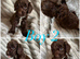 Stunning cockapoo pups 4 left